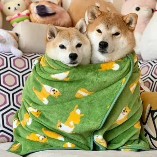 🐗 54b5cd40 Shiba Inu, cachorros, cobertor, fofo, animais, animal de estimação whatsapp sticker