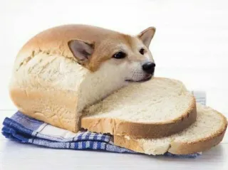 🐗 6bbc15c7 cachorro, pão, shiba inu, comida, animal, fofo, meme, engraçado whatsapp sticker