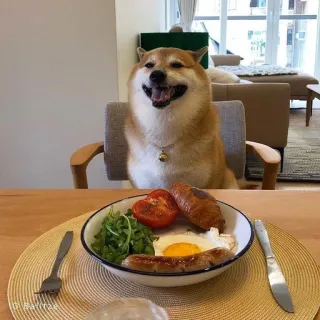 🐗 7873b8b4 cachorro, shiba inu, comida, café da manhã, fofo, animal, animal de estimação whatsapp sticker
