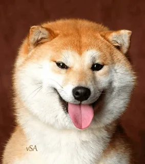 🐗 8f6bd25c cachorro, shiba inu, animal de estimação, animal, fofo, feliz, língua whatsapp sticker