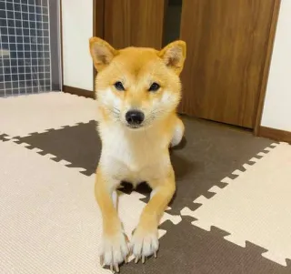 🐗 92c1ca5e cão, animal de estimação, Shiba Inu, animal, animal doméstico, fofo whatsapp sticker