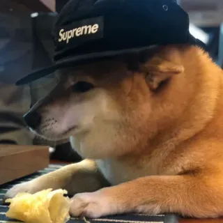 🐗 9ad4e93c Supreme cachorro, shiba inu, chapéu, supreme, animal, meme, engraçado whatsapp sticker