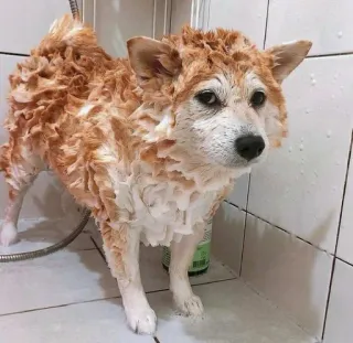 🐗 b6184353 cachorro, banho, duche, animal de estimação, animal, limpo, sabão, molhado whatsapp sticker