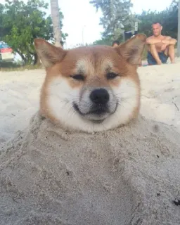 🐗 cb74cfcd cachorro, shiba inu, areia, praia, animal de estimação, animal, engraçado, fofo whatsapp sticker