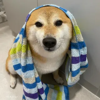 🐗 d4e7cbb3 © Baltze cachorro, shiba inu, toalha, fofo, animal de estimação, animal whatsapp sticker