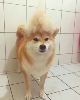 🐗 e75cef00 cachorro, shiba inu, cabelo, peruca, engraçado, animal whatsapp sticker