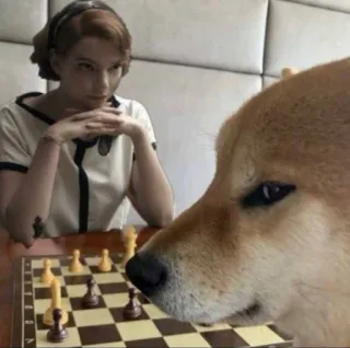 🐗 ee37f48a Beth Harmon The Queen's Gambit xadrez, jogo de tabuleiro, doge, cachorro, mulher, o gambito da rainha whatsapp sticker