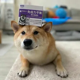 🐗 f4f5b67f 免疫力平衡 cão, shiba inu, caixa, animal de estimação, animal, japonês whatsapp sticker