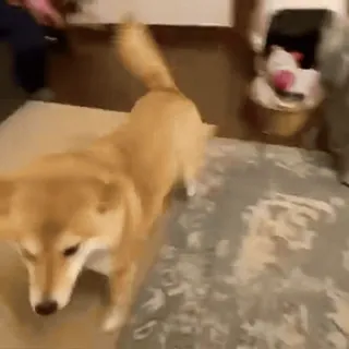 𝙎𝙝𝙞𝙗𝙖 𝙞𝙣𝙪🐕 @lnyctalgial telegram stickers