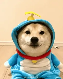 𝙎𝙝𝙞𝙗𝙖 𝙞𝙣𝙪🐕 @lnyctalgial whatsapp stickers