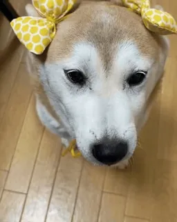 🐕 0639a833 Hund, Shiba Inu, süß, Haustier, Tier, Schleife telegram sticker