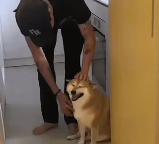 🐕 182eaedb Hund, Haustier, Shiba Inu, Tier, Haustier telegram sticker