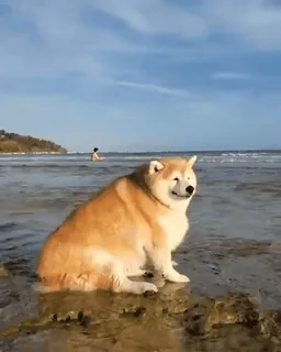 🐕 6645f2f0 Hund, Strand, Wasser, Tier, Haustier, Shiba Inu telegram sticker