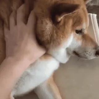 🐕 769a7b90 Hund, Shiba Inu, Haustier, Tier, Hand, Haustier telegram sticker