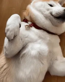 🐕 8257d295 Hund, Akita, Haustier, Tier, süß telegram sticker