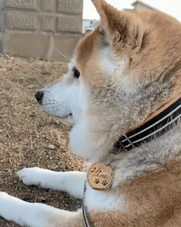 🐕 87a68d09 LOVE Hund, Shiba Inu, Haustier, Halsband, Tier, Liebe telegram sticker