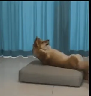 🐕 9f52e854 Hund, Haustier, Tier, Entspannung, Entspannung, Haustier telegram sticker