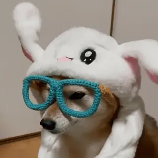 🐕 afc535c2 Hund, Tier, Shiba Inu, Haustier, Brille, Hasenohren, süß telegram sticker