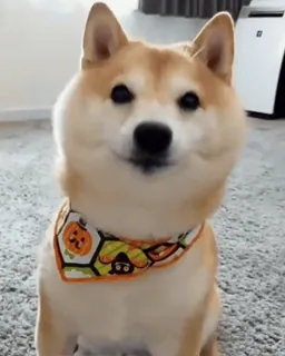 🐕 b5dfc0f4 Hund, Shiba Inu, Halloween, Tier, Haustier, süß telegram sticker