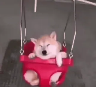 𝙎𝙝𝙞𝙗𝙖 𝙞𝙣𝙪🐕 @lnyctalgial whatsapp stickers