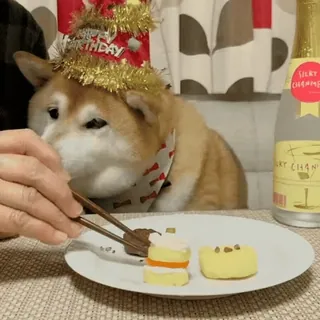 🐕 e4992b8c HAPPY BIRTHDAY Hund, Geburtstag, Kuchen, Feier, Party, Shiba Inu telegram sticker