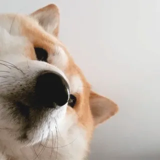 shiba inu stickerpack telegram stickers