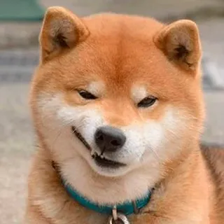 😝 440e48f3 犬, 柴犬, 動物, ペット, ミーム, ポートレート telegram sticker