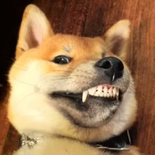 🤪 6fb4dbb9 犬, 柴犬, ミーム, 面白い, 動物 telegram sticker