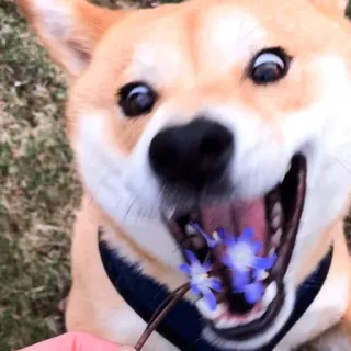 🌸 70a9bd47 犬, 柴犬, 花, 動物, かわいい, ペット telegram sticker