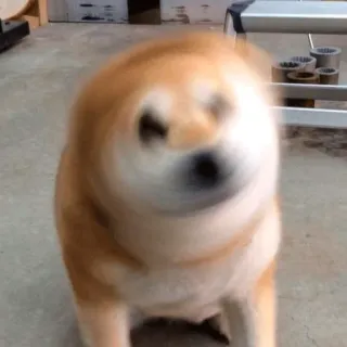 🤯 73df46d4 犬, 柴犬, 回転, 動物, ペット telegram sticker
