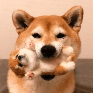 🙊 80bfe4a0 犬, 柴犬, 子犬, かわいい, 動物 telegram sticker