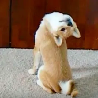 🙃 b8647b0a 犬, 動物, ペット, かわいい, 面白い telegram sticker