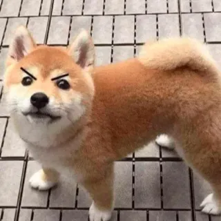 😡 bb0a3b10 犬, 柴犬, 怒り, ミーム, ペット telegram sticker