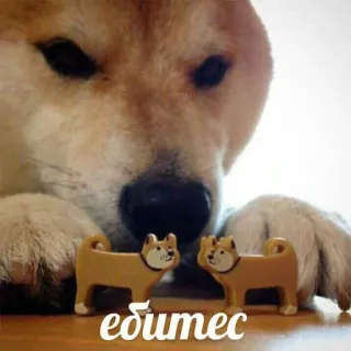 ☺️ c77e8997 едитесь doge, 柴犬, ミーム, 面白い, 不快 telegram sticker