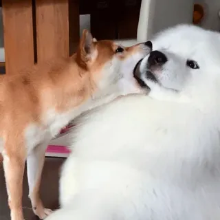 ❤️ d1d2aa0a 犬, 柴犬, サモエド, 動物, ペット telegram sticker