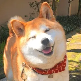 ☺️ d7591d62 犬, 柴犬, 可愛い, 動物, ペット telegram sticker