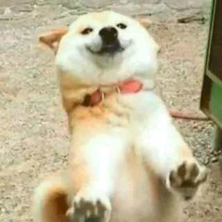 😏 e815341d 犬, 柴犬, 可愛い, 幸せ, 動物 telegram sticker