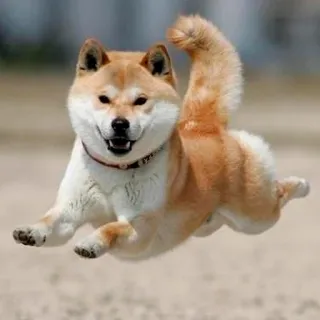 😁 ecb48d96 犬, 柴犬, 動物, かわいい, 飛ぶ, ペット, ジャンプ telegram sticker