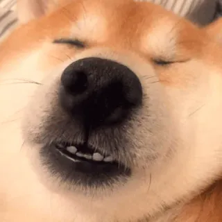 😑 edb73325 犬, 柴犬, 動物, 眠い, かわいい telegram sticker
