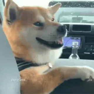 😌 05e9033a GangSeed cane, shiba inu, auto, animale, animale domestico, guida telegram sticker