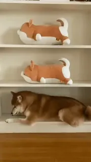 Shiba Inu Vimdeos #2 @LegendaryKeys whatsapp stickers