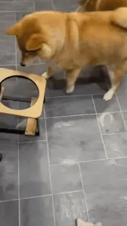 😁 241e12cb cane, animale, animale domestico, carino, domestico, mammifero telegram sticker