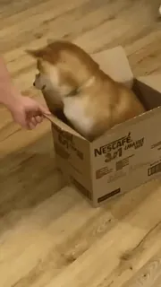 🚂 3886a225 NESCAFÉ 3 in 1 LATTE HAZELNUT cane, shiba inu, scatola, nescafe, caffè telegram sticker