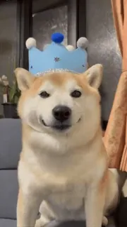 🤴 539a89dc cane, shiba inu, corona, animale, carino, animale domestico telegram sticker