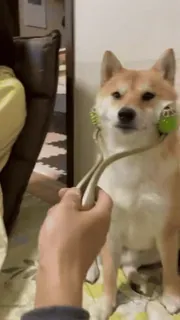 🧐 5ff3d7f5 cane, Shiba Inu, animale domestico, animale, carino, animale domestico telegram sticker