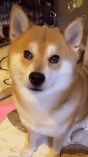 😝 7d9a0867 cane, shiba inu, carino, animale domestico, animale, cuori, cucciolo, adorabile telegram sticker