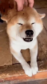 😌 82e8f605 cane, shiba inu, animale domestico, animale, carino, felice telegram sticker