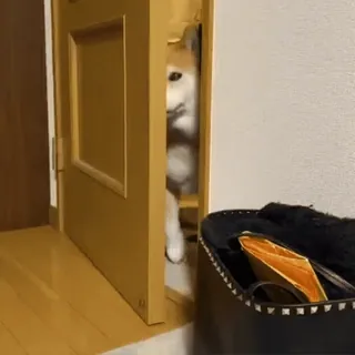 🚶‍♂ b6341604 cane, shiba inu, porta, che sbircia, animale, animale domestico, carino telegram sticker