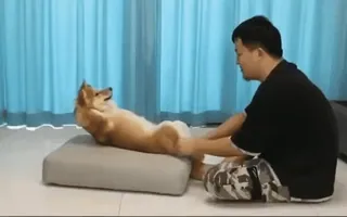 💪 d052255f cane, uomo, massaggio, animale domestico, rilassante, felice telegram sticker