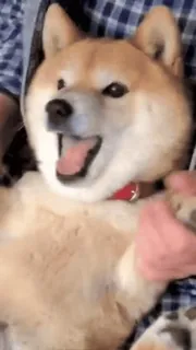 😁 d080991d cane, animale domestico, animale, shiba inu, felice, carino telegram sticker